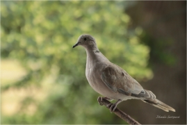 <p>HRDLIČKA ZAHRADNÍ (Streptopelia decaocto) Bohuslavice nad Vláří ---- /Eurasian collared dove - Türkentaube/</p>